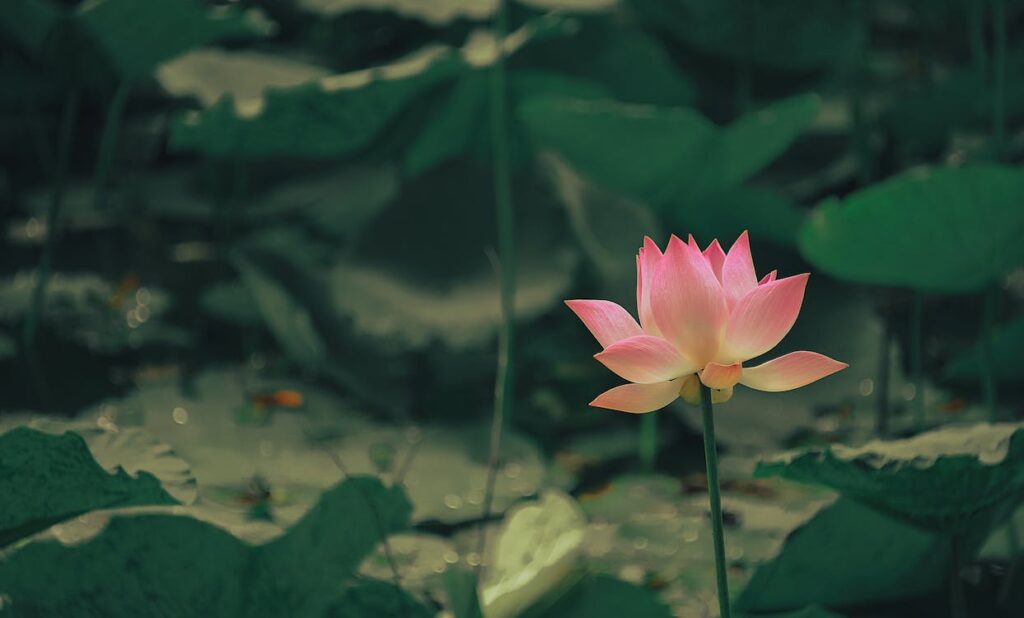 Lotus Flower 